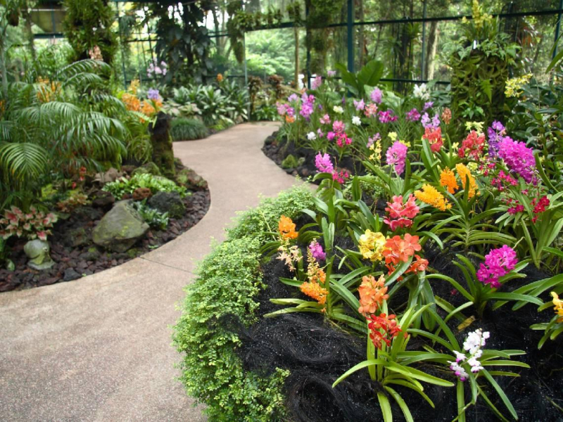 孫燕姿、凱特王妃...都有自己的命名蘭花！如何用軟實力促進國際交流？看新加坡的「蘭花外交」神操作